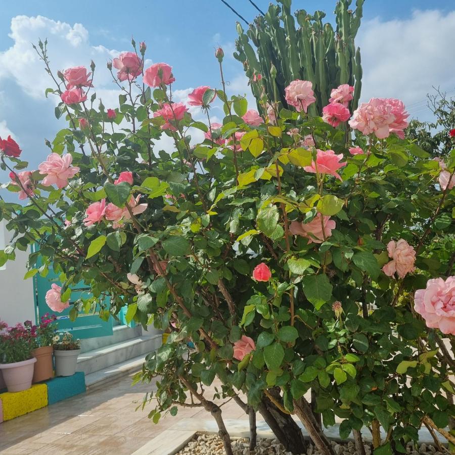 Arocaria - Faliraki Peaceful Apartments Ngoại thất bức ảnh